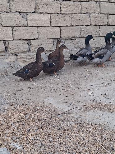 ruan ördək: Salam temiz qan ruan ordekleridi 7eded 1ilik ve 7eded 6 ayliq — 3