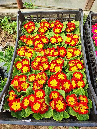 Şitillər: 🌹Primula gülü əsil qış üçün soyuğa və şaxtaya dözümlü bəzədilmə gülü — 4