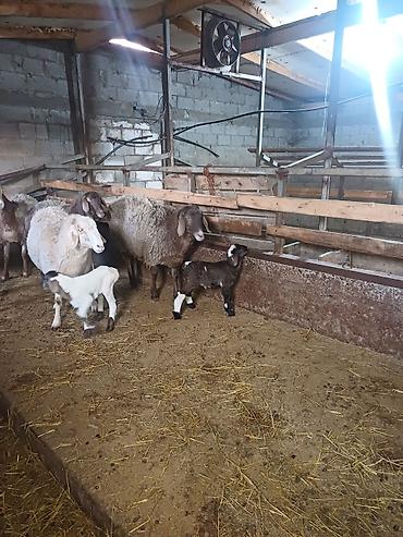 Баран, овца: Продаю | Овца (самка) | Арашан | Для разведения at lalafo.kg — 4 Баран, овца: Продаю | Овца (самка) | Арашан | Для разведения — 4