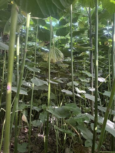 деревья для сада: Саженцы быстрорастущего дерева павловнии (Paulownia) - Молодые