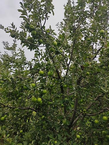 lipid cayi qiyməti: Məhsul: Yaşıl alma (ağacdan təzə) Təsvir:almalar yıgılıb navese — 1