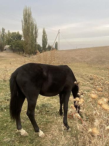 ат сатып алам: Продаю | Жеребец | Рабочий — 3
