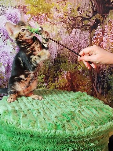 Продажа кошек: Бенгальская, 2 месяца, Мальчик, Черный, Приучена к лотку, Проглистована, С документами — 2