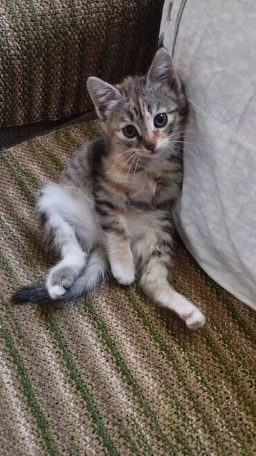 мышык кошка: Отдам в заботливые руки. Девочка, 1.5 месяца. К лотку приучена, ест