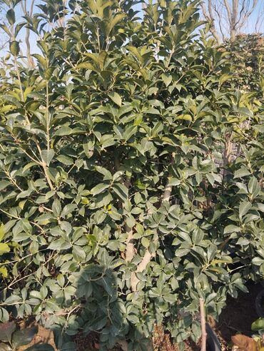 Çöl bitkiləri: Bağ və landşaft üçün qapalı qablarda əkilmiş dekorativ bitkilər - — 5