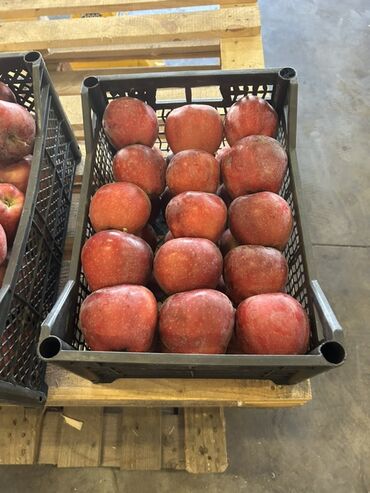 Яблоки: Яблоки — 2