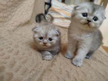 Pişiklər: Şotland yastı qulaq, Erkək, Dişi, Yaxşı əllərə, Ödənişli çatdırılma, Pulsuz çatdırılma, Ünvandan götürmə — 3