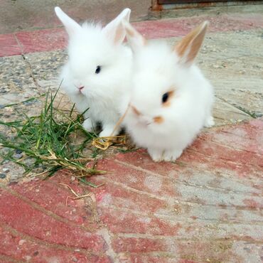 Dovşanlar: Holland lop dovşanlar 3 böyük 2 bala. balanın biri 15azn böyüyün — 7