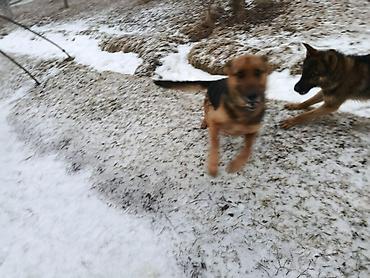 Продажа собак: Немецкая овчарка, 5 лет, Самка — 6