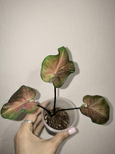 цветы каракол: В наличии Каладиумы (Caladium) с Тайланда. Яркие расцветки. Недорого — 7