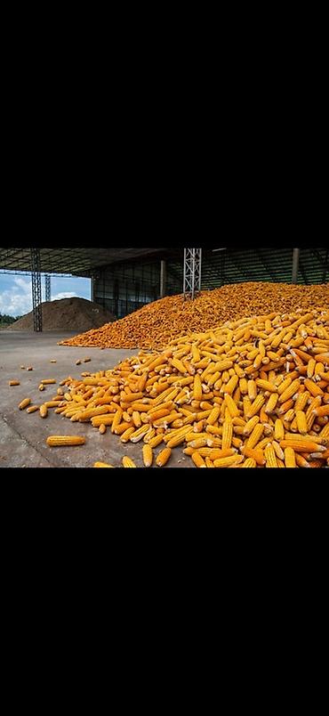 грунт аквариум: Куплю и продаю кукурузу оптом в початках и зерновой — 1