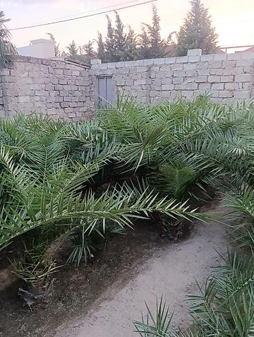vələmir qiyməti: Salam.Qiymet razilasma yolu ile dir,bazar qiymetinden asagi verirem — 3