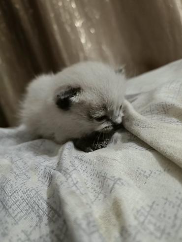 Находка и пропажа кошек: СРОЧНО!!! Нужна помощь! Ищем кормящую маму срочно. Найдёныш мальчик — 3