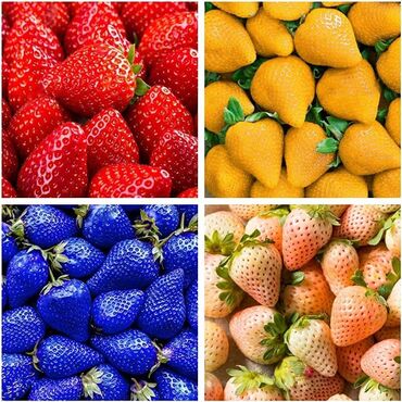 Semena i sadnice: Sadnice raznobojnih jagoda 
Cena: 150din/kom — 4