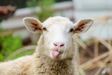 Животные: Продаю | Овца (самка) | На забой