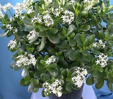 Другой декор и предметы интерьера: Распродажа остатков, комнатные растения по 100 сом. дорогие цветы тоже at lalafo.kg — 22 Другой декор и предметы интерьера: Распродажа остатков, комнатные растения по 100 сом. дорогие цветы тоже — 22