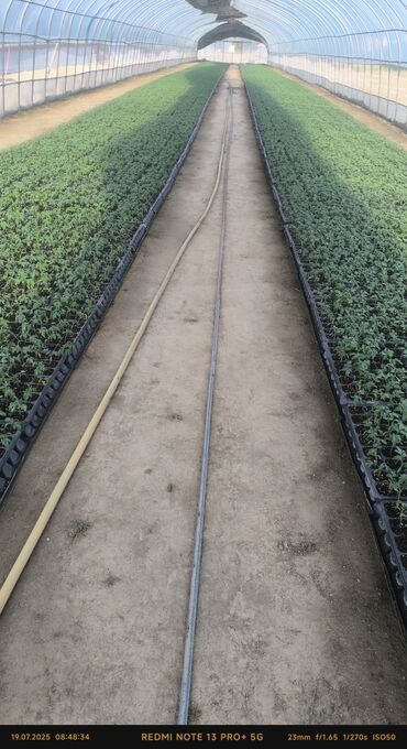 купить навесной кухонный шкаф: Помидоры Красные, Оптом