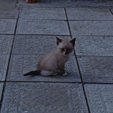 сибирский кот цена: Одам кошку в добрые руки