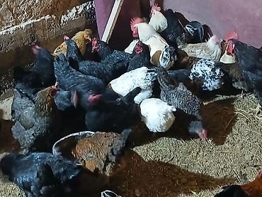 Куры, петухи: Продаю | Куры | Домашняя | Для разведения — 10