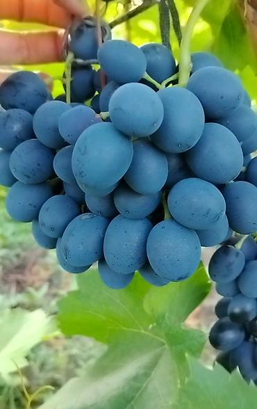 bitki dərmanları satışı: Qara üzüm merlot istəyən olsa buyursun topdan verilir ünvan Tovuz — 2