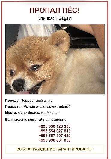 токмок собака: Собака даром: Шпиц, 3 года, Самец, С прививкой — 1