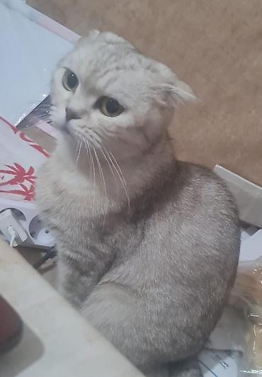 Pişiklər: Ekzot — 7