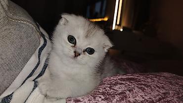 Pişiklər: Şotland — 1