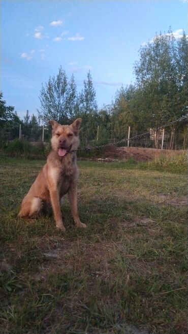 Продажа собак: Питбуль, 9 месяцев, Самка, С прививкой