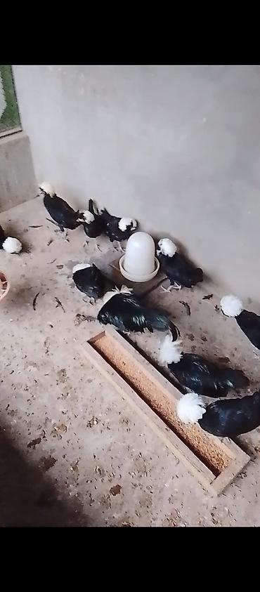 avstrolop toyuqlari: Toyuq, Yumurtalıq — 2