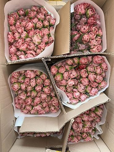 Букеты из живых цветов: Премиальные импортные тюльпаны Привозные тюльпаны лучшего качества — 1