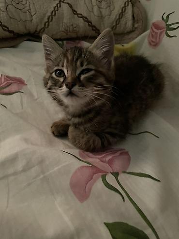 японская кошка: 2 месяца, Девочка, Приучена к лотку — 6