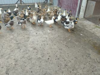 Ördəklər: İsdeye görə dəyişir .Müddəti isdeses təmizlənmiş de -da lalafo.az — 12 Ördəklər: İsdeye görə dəyişir .Müddəti isdeses təmizlənmiş de — 12