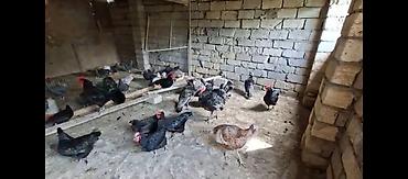 Toyuq, Damazlıq, Ünvandan götürmə lalafo.az -da Toyuq, Damazlıq, Ünvandan götürmə