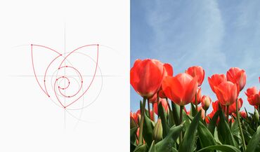 Графические дизайнеры: Графический дизайнер. 31 — 15