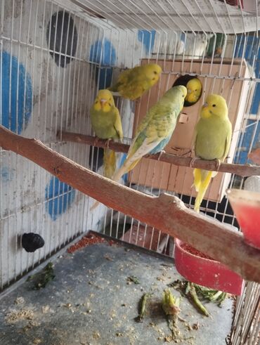 Tutuquşları: 13 ededdir aktiv balalardir deneyle 9 manat hamsini alana 8 manatdan — 12