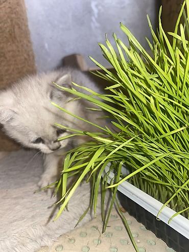 сфинкс котята купить: Котята серебристого окраса ( Скоттиш-страйт) с яркими голубыми — 5