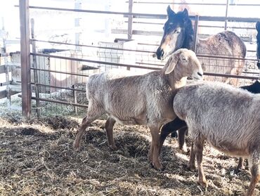 Бараны, овцы: Продаю | Овца (самка) — 3