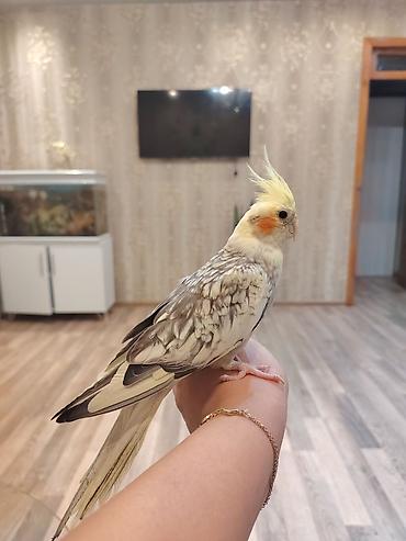 bala pisik ucuz: Korella baladi 4 aylıq qızdı ələ oresib 35 manat fikiri ciddi olanlar — 6