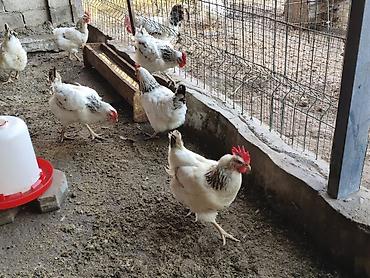 куры адлерский: Продаю | Куры | Для разведения — 1