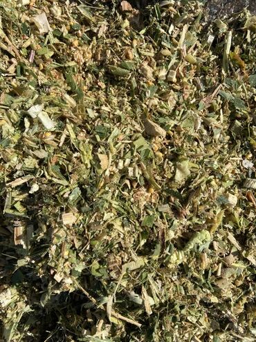 замороженная кукуруза: Кукурузный силос ( из местной кукурузы) Оптом от 5 тонн. ( будет