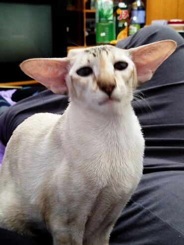 Продажа кошек: Ориентальная, 2 года, Девочка, Белый, Кастрирована, Приучена к лотку, Проглистована — 26