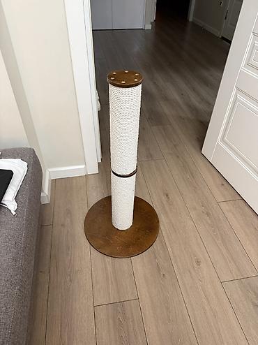 Зоотовары: Продается котик 1 год Привитый, Проглистованный, Кастрированный — 9