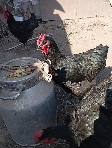 Куры, петухи: Продаю | Куры | Для разведения at lalafo.kg — 11 Куры, петухи: Продаю | Куры | Для разведения — 11