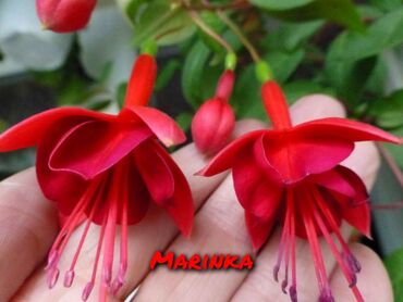 Другие комнатные растения: Продаю Детки!!! (укорененные черенки)сортовых,комнатных фуксий!Цена — 10