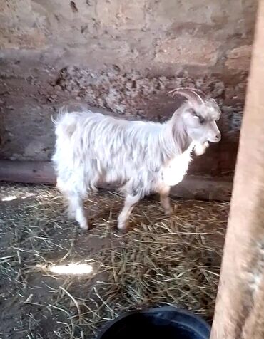 переноска для кошек баку: Erkək, il: 1, 25 kq, Damazlıq, Ünvandan götürmə