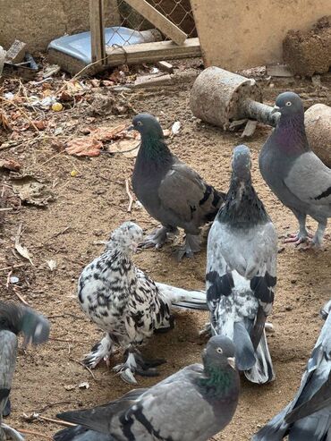 Göyərçinlər: Kəməti göylərdi içində 3 4 dənə əbrəş var. 17-20 tukdulər. kom şəkildə -da lalafo.az — 18 Göyərçinlər: Kəməti göylərdi içində 3 4 dənə əbrəş var. 17-20 tukdulər. kom şəkildə — 18