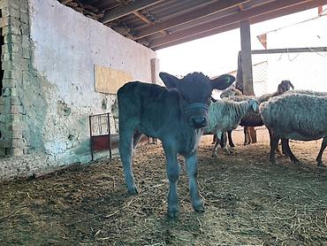 Коровы, быки: Продаю | Музоо, торпок | Полукровка | На откорм | Племенные — 10