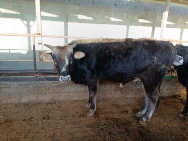 продаю музоо торпок корова самка бык самец айрширская ангус алатауская на забой для разведения на откорм племенные нетель привязанные: Продаю | Бык (самец) | На откорм | Привязанные