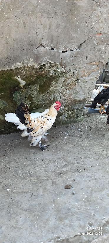 Toyuqlar: Toyuq, Damazlıq -da lalafo.az — 13 Toyuqlar: Toyuq, Damazlıq — 13