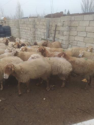 Qoyunlar, qoçlar: Qoyunlar, qoçlar — 11